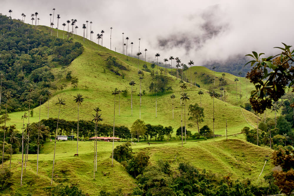 The cocora valley is an excellent tourist site in the coffee axis of Colombia, there are horseback riding, hiking, sport fishing, nature, and abounds the wax palm (ceroxylon quindiuense)
