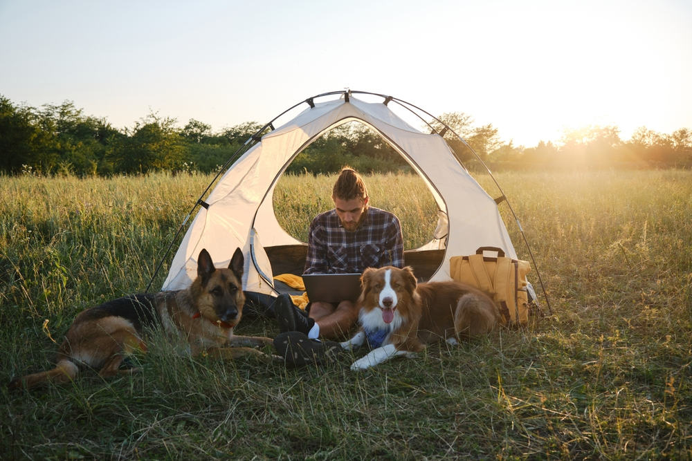 Digital nomad concept. Young guy works and travels with two dogs. German and Australian Shepherds on vacation at a campsite near a tent with male pet owner at sunset. Contoured solar sunset light.
