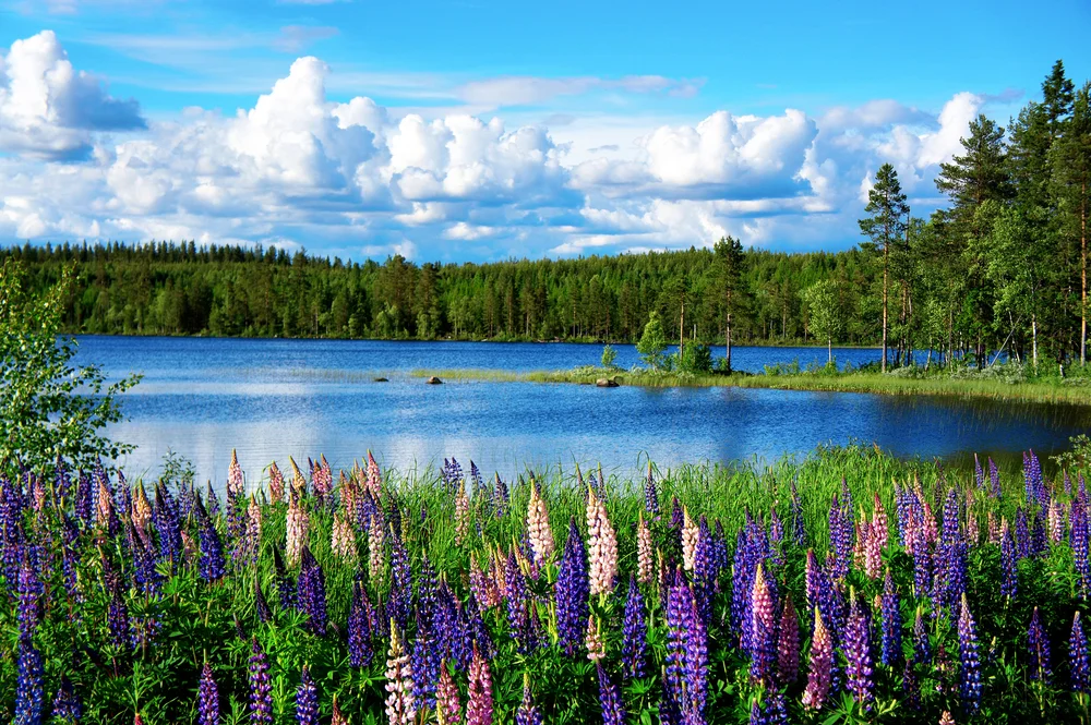 Beautiful Sweden summer landscape with lupines and lake
